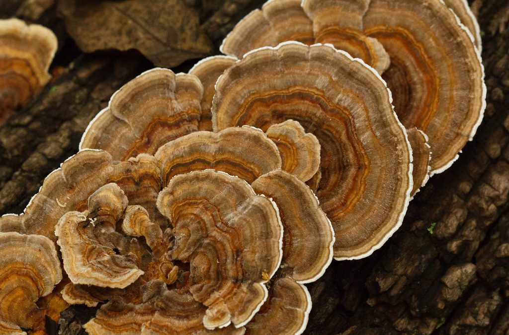 Conservation Works Uses Turkey Tail Mushrooms to Mitigate Wildfire Risk
