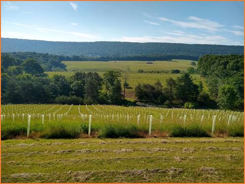 Allegany County Reforestation Project – 2020